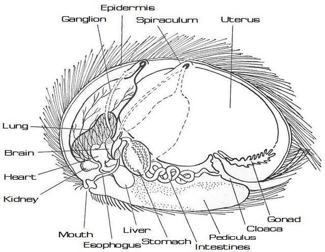 adult free lady mature porn pregnant soft startrek tribble anatomy diagram labeled