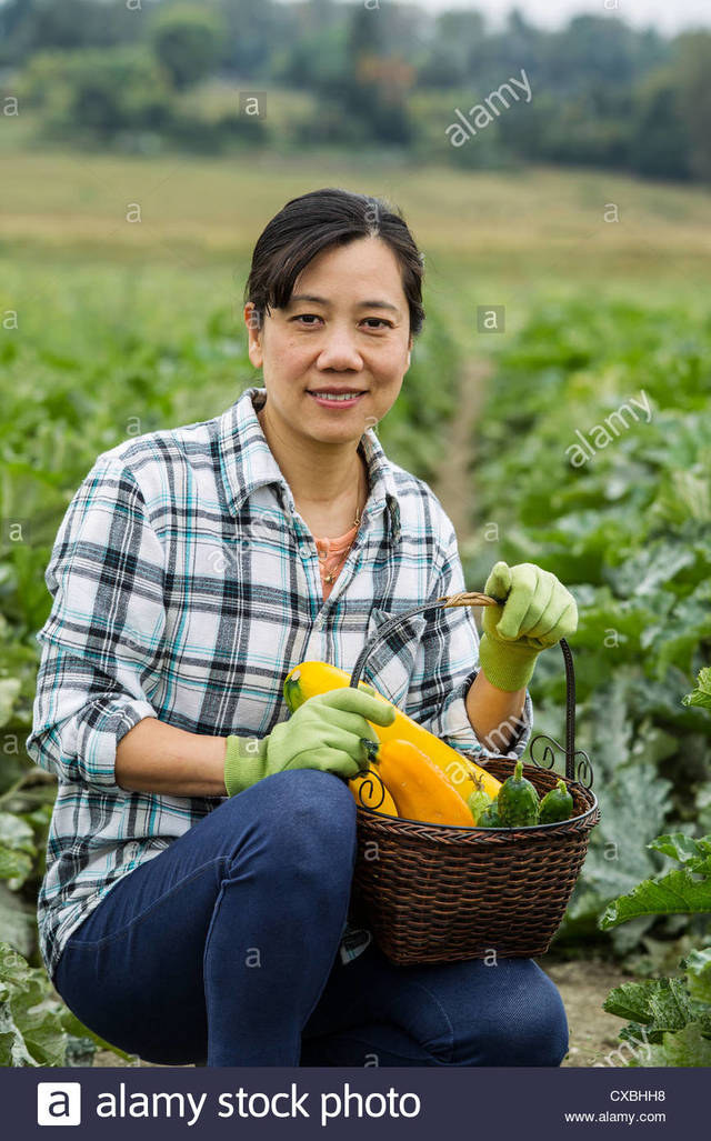 asian mature porn woman mature porn woman women asian fresh field comp zucchini cucumbers cxbhh harvesting
