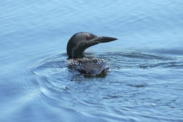 big pics mature mature photo away swimming photopierre loon