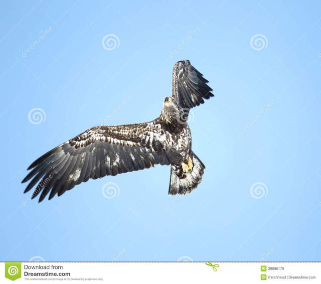 immature porn blue sky bald immature against idaho eagle flight