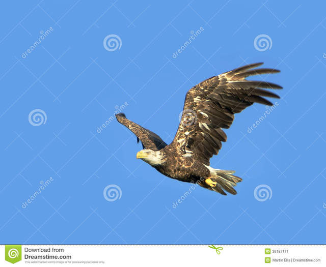 immature porn young blue background sky bald immature against idaho eagle flight