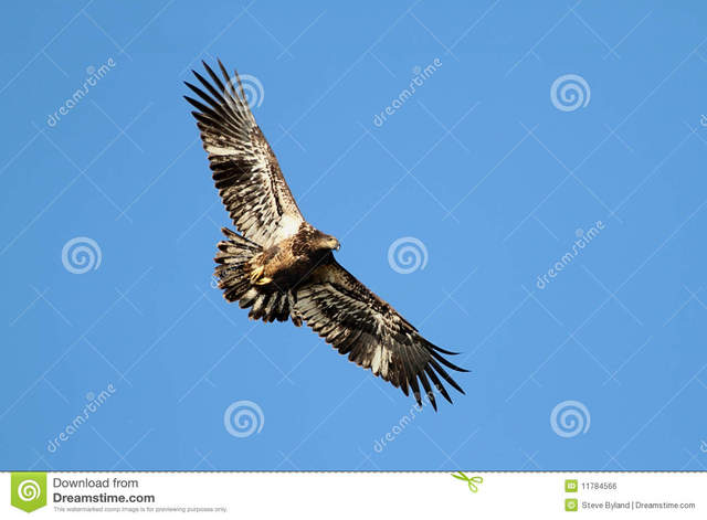 immature porn blue sky bald immature against idaho eagle flight haliaeetus leucocephalus