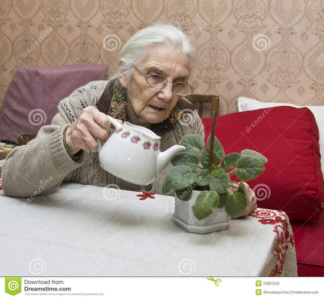 old lady in porn lady old home european viola flower watering
