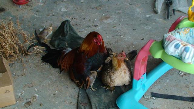 mature chicks pics chicks put when type rooster