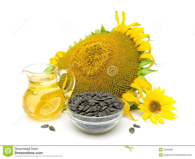 mature close up mature photo close white oil background sunflower flowers stock seeds horizontal