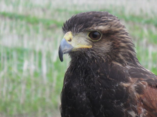 mature close up mature close wikipedia commons hawk harris