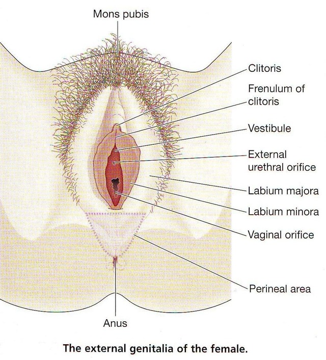 mature vulva pictures female genitalia medicine external