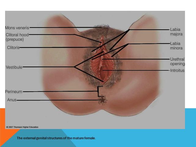 mature vulva pictures slide slides