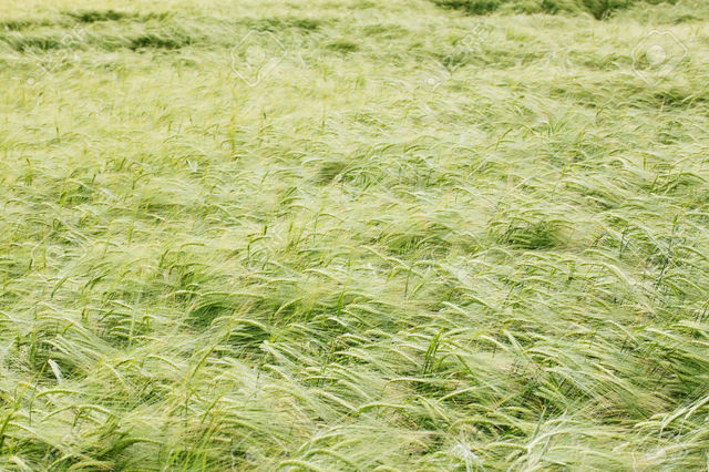 matures pix photo background matures stock field wheat mallivan