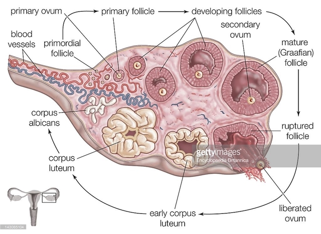 matures pix photos picture photo news detail before matures steps follicle ovulation grows primordial