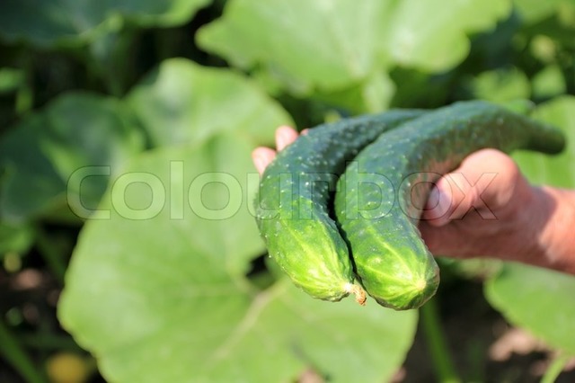 big mature mature hand preview cucumber farmer