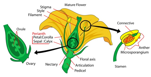 double mature mature double wikipedia commons flower diagram svg fertilization