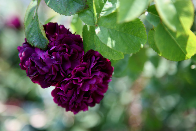 double mature deep double pair mat flowers purple rosa crimson scented rosier eveque