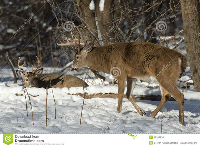huge mature mature free huge winter bucks stock buck royalty walking smaller whitetail
