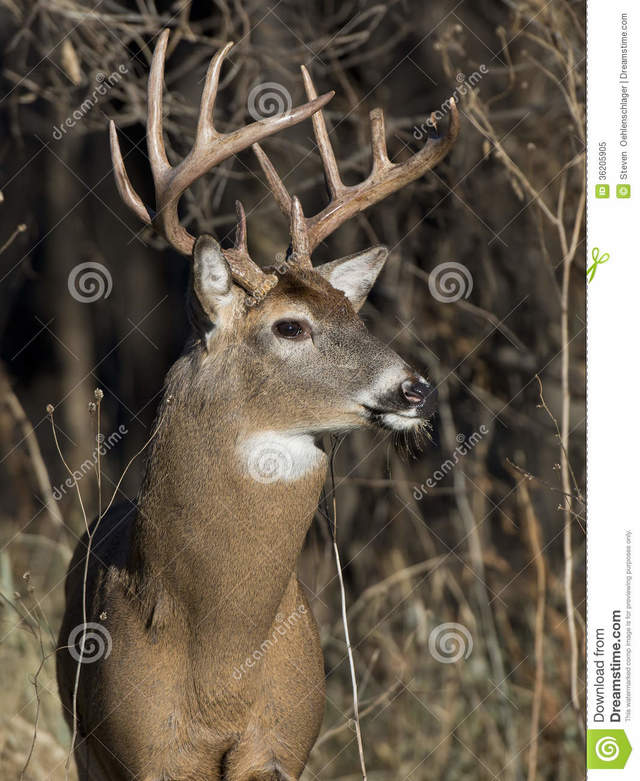 huge mature mature free photo huge winter sunny stock day buck royalty whitetail