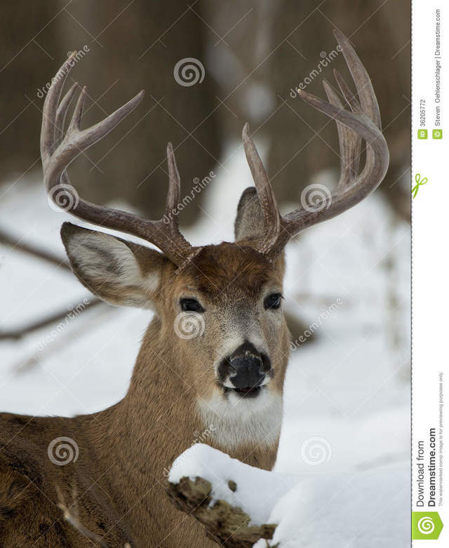 huge mature mature huge winter stock photography buck whitetail