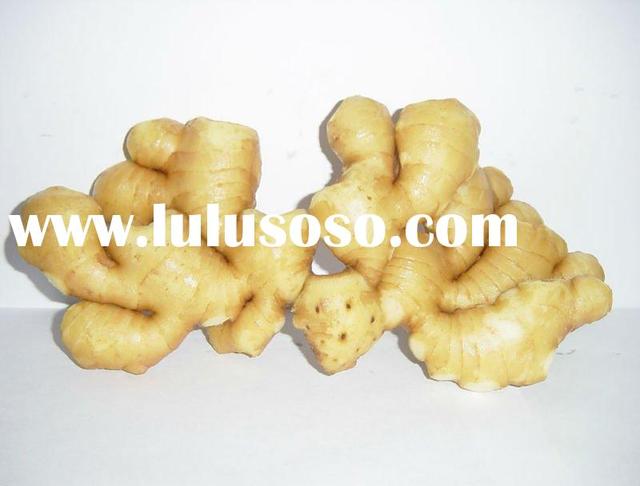 mature ginger mature upload ginger chinese fresh products