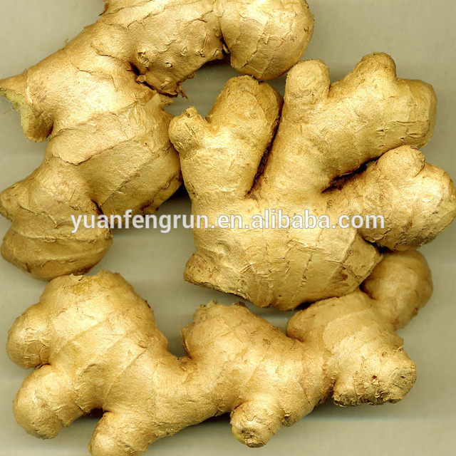 mature ginger mature ginger detail chinese product htb xxxxq qhfxxxxx xxfxxxz