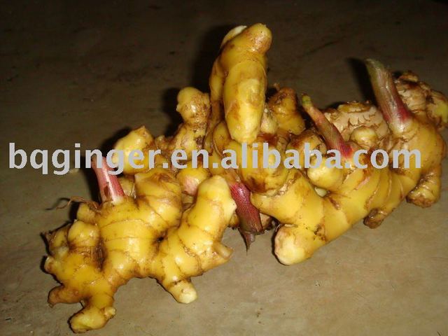mature ginger mature ginger chinese fresh product products