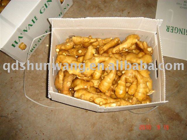 mature ginger mature ginger chinese fresh product products