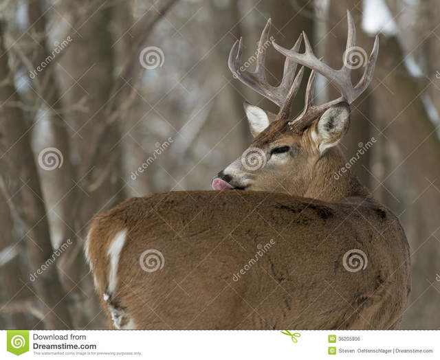 mature huge mature free fur licking huge winter its stock buck royalty whitetail