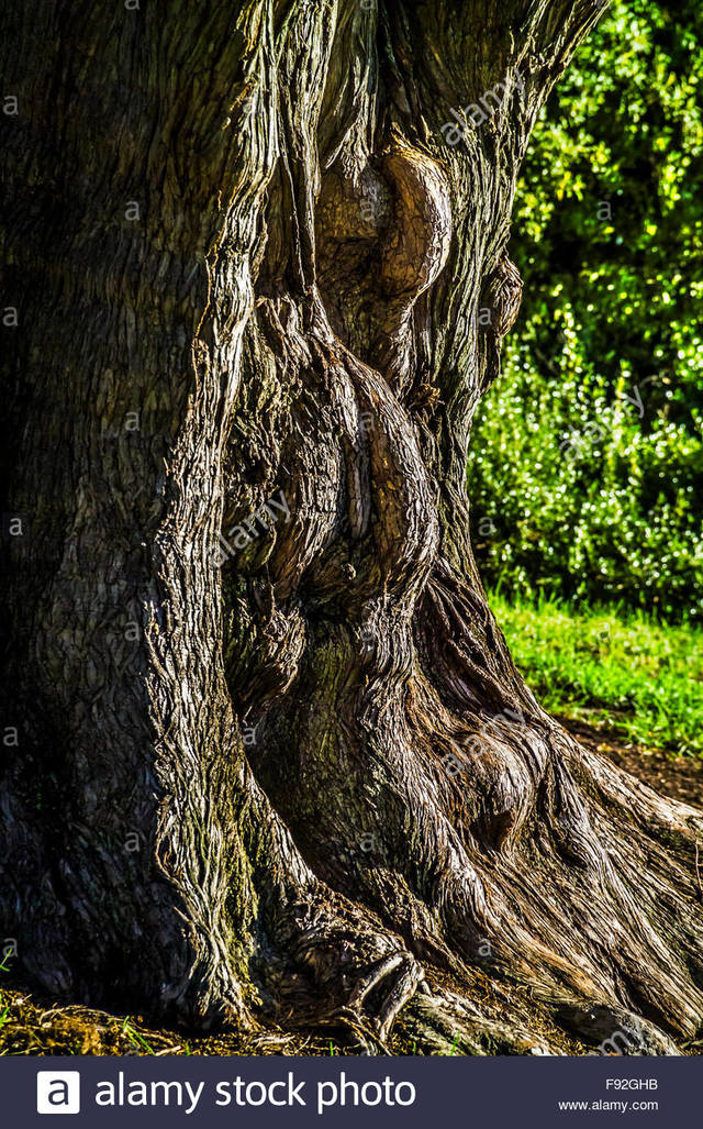 mature old mature old photo stock tree melbourne comp gardens trunk ghb gnarled botanical