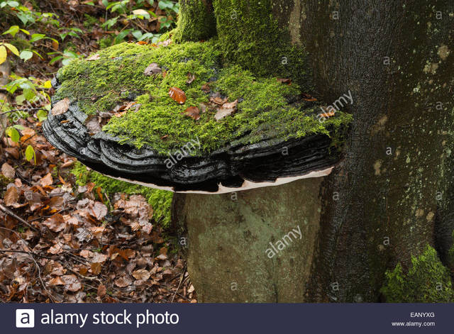 mature old mature old large photo over stock living comp fungus bracket diameter eanyxg copper