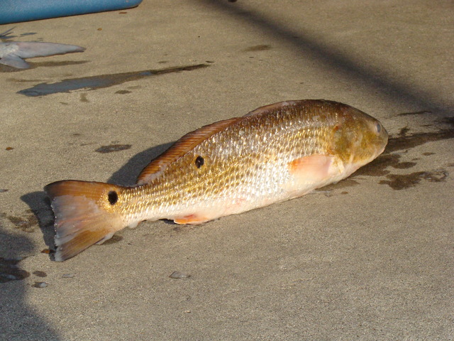 mature red red wikipedia commons drum sciaenops ocellatus