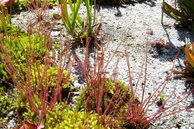 mature red mature florida red size pot thread yhst drosera filiformis leaved sundew