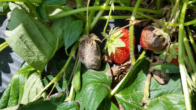 mature spread wet strawberry fruit weather berries straw botrytis rots