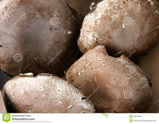 mature spreads mature photo out spreads stock form shape cap button portobello umbrella mushroom portabella agaricus stipe elongates