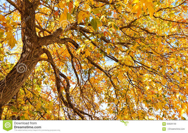 mature spreads mature large photo its spreads stock glory autumn tree fall colors forth branches flurry