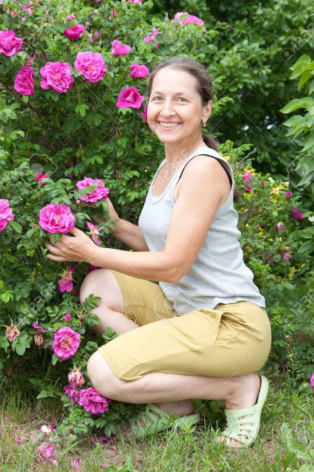 outdoor mature mature woman bush photo sitting outdoor near stock blossoming dogrose
