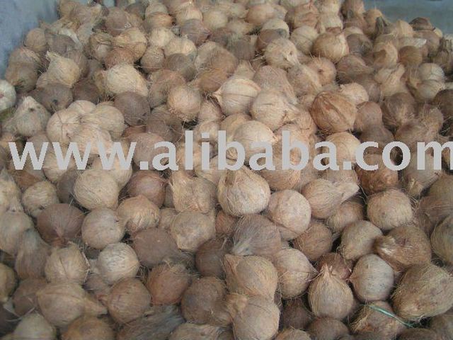 pure mature mature sale whole coconut showroom htb xxfxxx xpxxq hjkpxxxxb coconuts