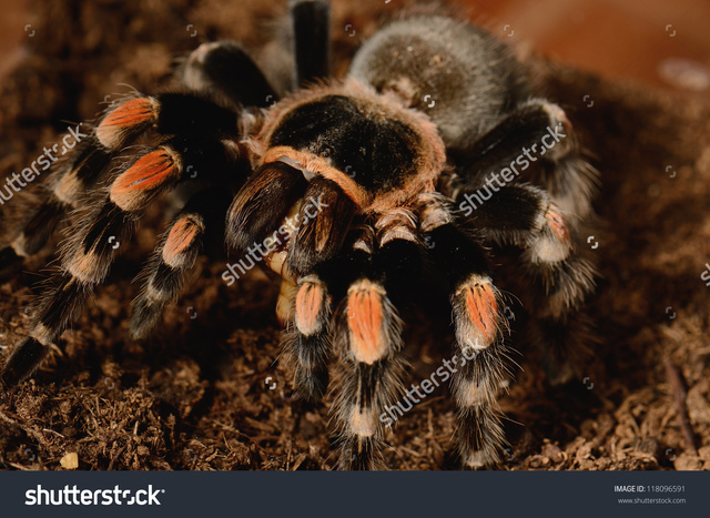 red mature hairy mature photo pic beautiful female red mexican eating stock knee tarantula brachypelma smithi