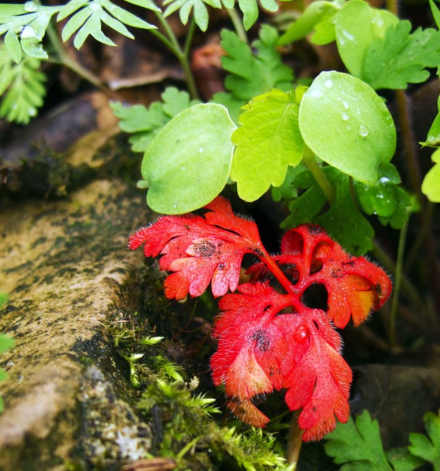 red mature hairy red plant