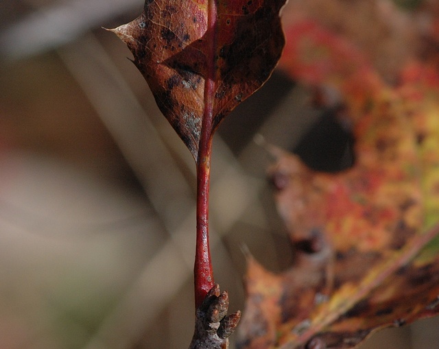 red mature hairy red stem oak