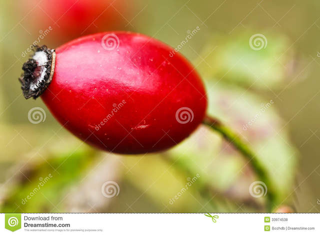 red mature mature photos free single red background stock green royalty berry ripe macro rosehip