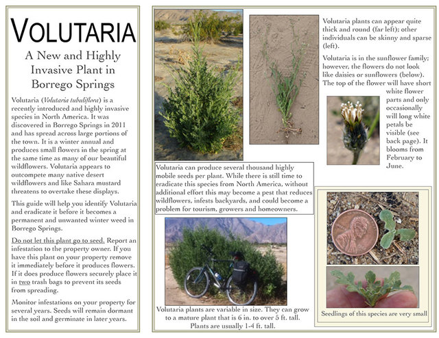 spreading mature mcdonald springs invasiveplants volutaria flyer borrego ucce