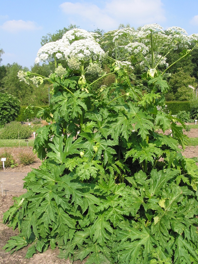 spreading mature spreading giant copy ontario heracleum mantegazzianum hazardous hogweed