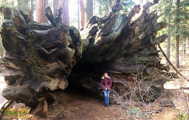 spreading mature giant park trees state tree inspiring awe roots downed sequoias calaveras