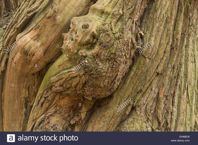 sweet mature mature old photo massive sweet ancient stock tree starting comp twisted ehmbj bark chestnut