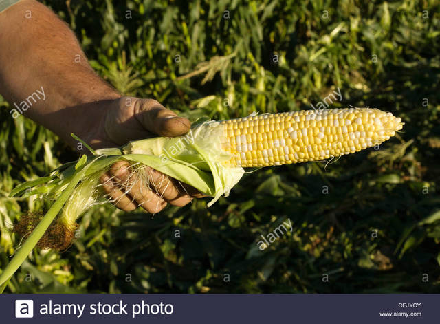 sweet mature mature photo hand sweet stock holds colored farmers comp ear corn cejycy