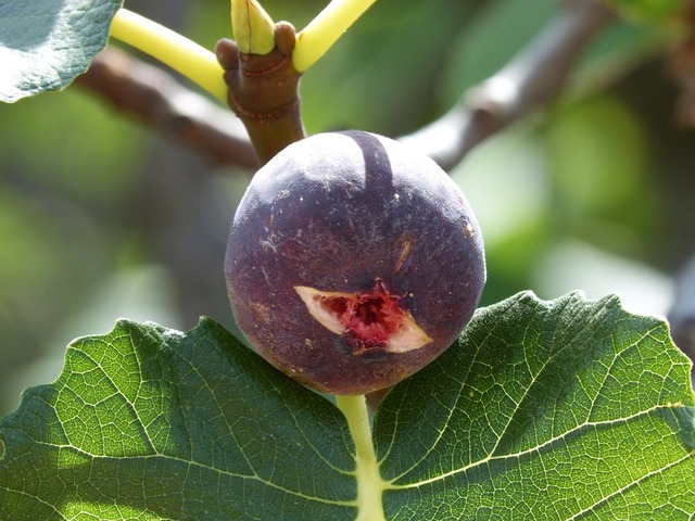 sweet mature mature photo sweet fig tree fruit static