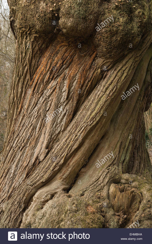 sweet mature mature old photo massive sweet ancient stock tree starting comp twisted bark chestnut ehmbha