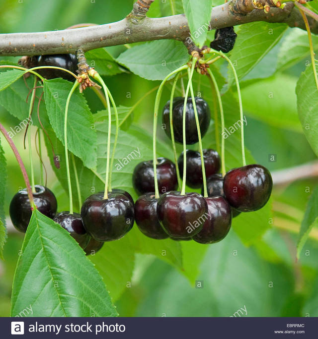 sweet mature cherry photo sweet stock tree comp annabella ebrrmc prunus avium