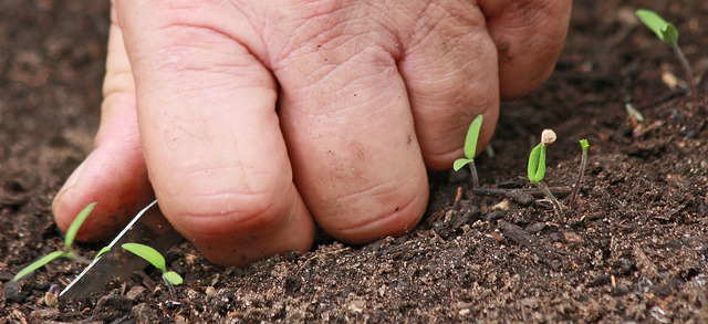 thick mature mature apart have thick inches four final thinning removal seedlings