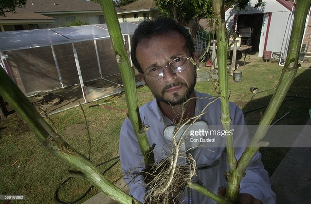 thick mature mature photos picture photo news detail thick grown marijuana holds plants marvin stalks chavez