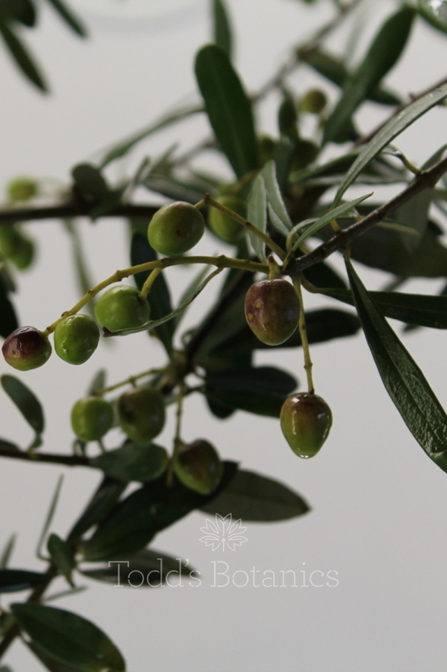 thick mature trees olive olea europaea