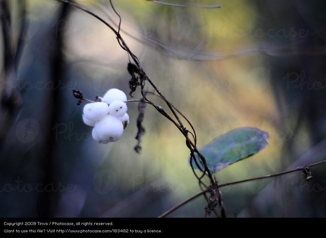 thin mature photos large photo white dark bushes stock plant autumn nature photocase